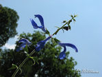 Filename=blue_flower_full.jpg
Filesize=357KB
Dimensions=800x600
Date added=May 26, 2008 blue_flower_full.jpg