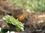 Filename=pastel_butterfly_copy.jpg
Filesize=446KB
Dimensions=800x600
Date added=May 26, 2008 pastel_butterfly_copy.jpg